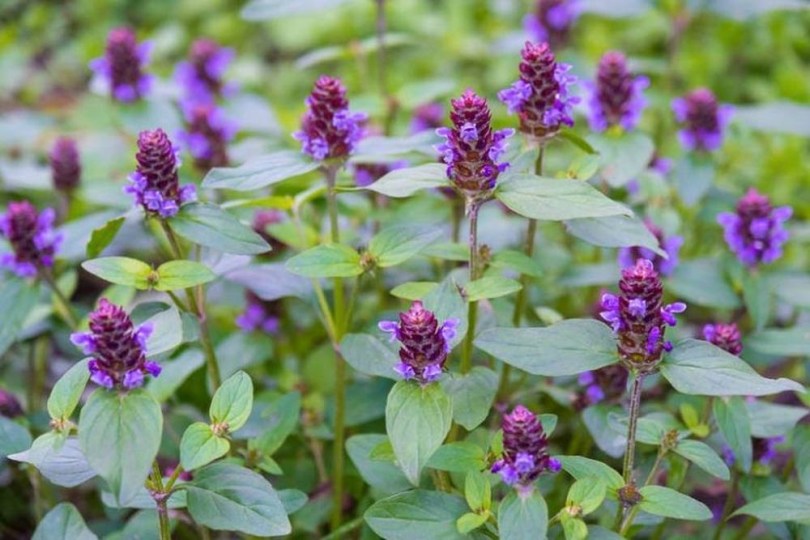 Kleine Braunelle, Prunella vulgaris, etnobotanika